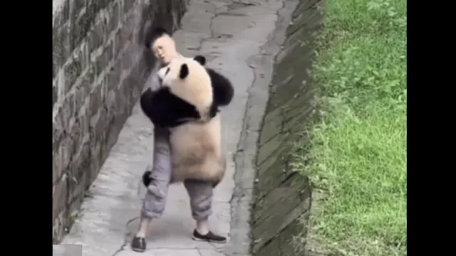 viral-video-of-panda-adorable-trust-fall-onto-nanny-is-too-cute-to-miss-watch